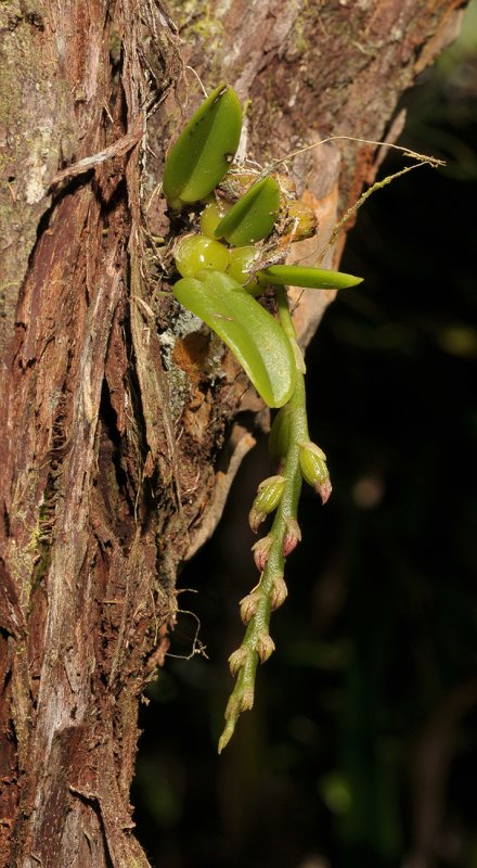 Bulbophyllum sambiranense