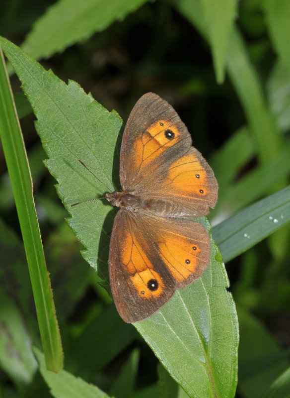 Henotesia narcissus