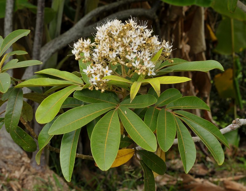 Cossinia pinnata.