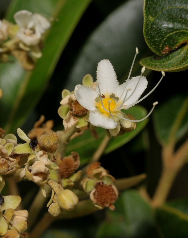 Cossinia pinnata. Close-up.