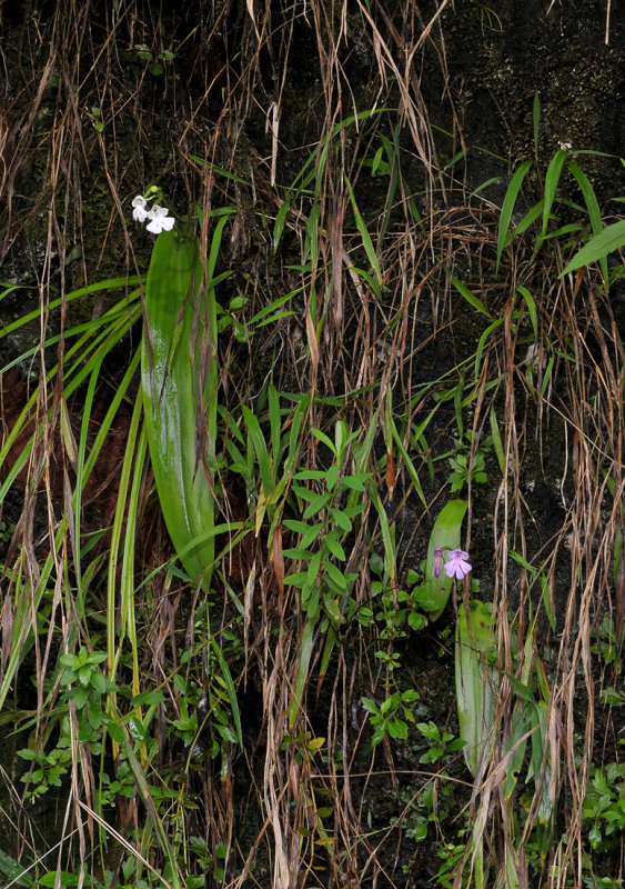 Cynorkis purpurascens. Albino and normal form.