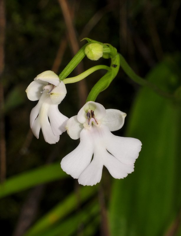 Cynorkis purpurascens. Albino.