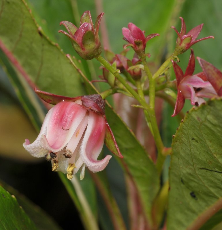 Forgesia racemosa. Close-up.