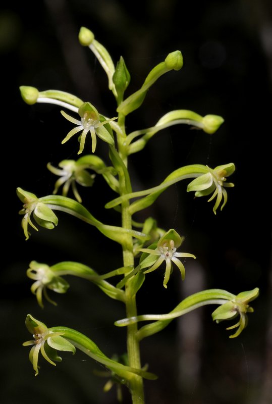 Habenaria chloroleuca. Closer.