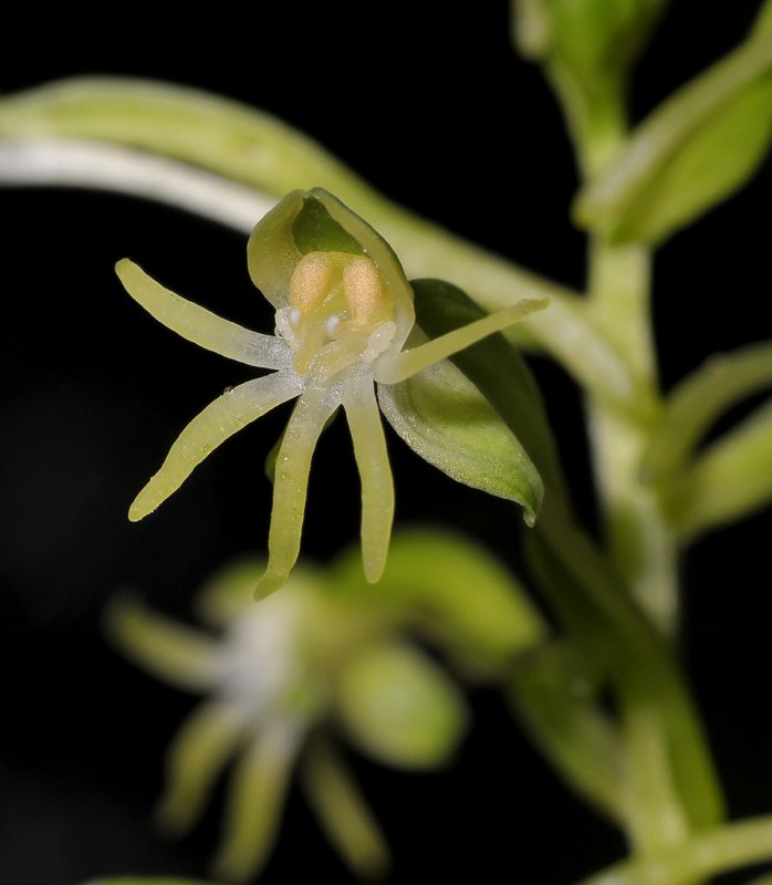 Habenaria chloroleuca. Close-up.