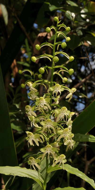 Habenaria sigillum. Closer.