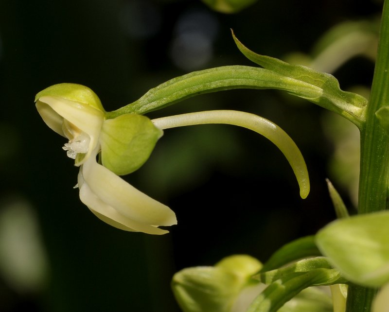 Habenaria sigillum. Close-up side.