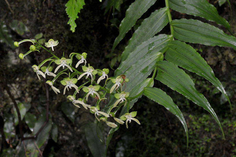 Habenaria sigillum. Closer.