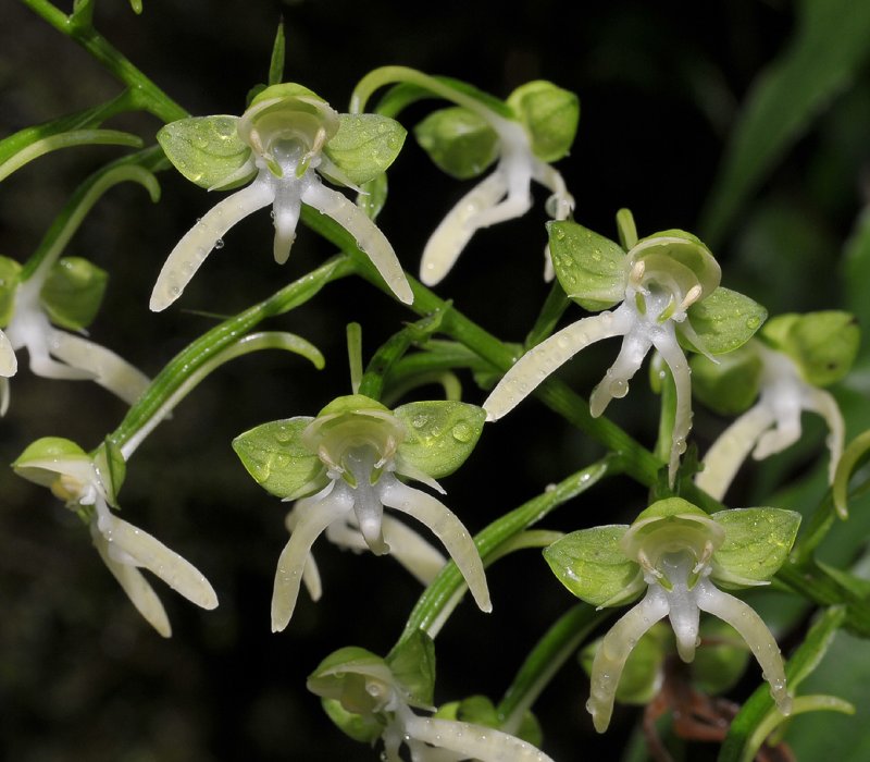 Habenaria sigillum. Closer.