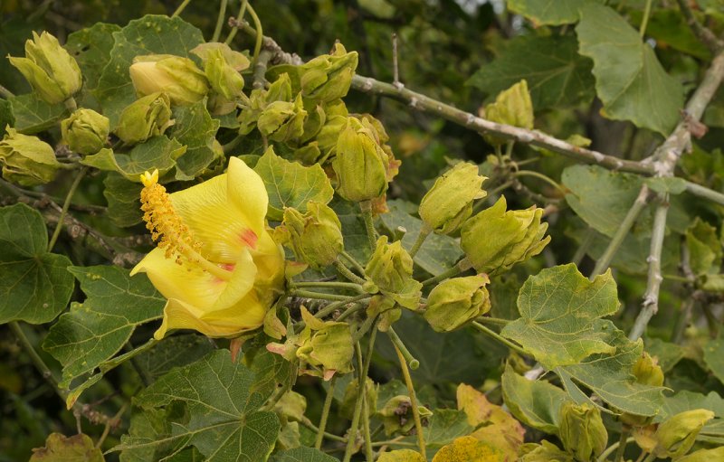 Hibiscus columnaris.