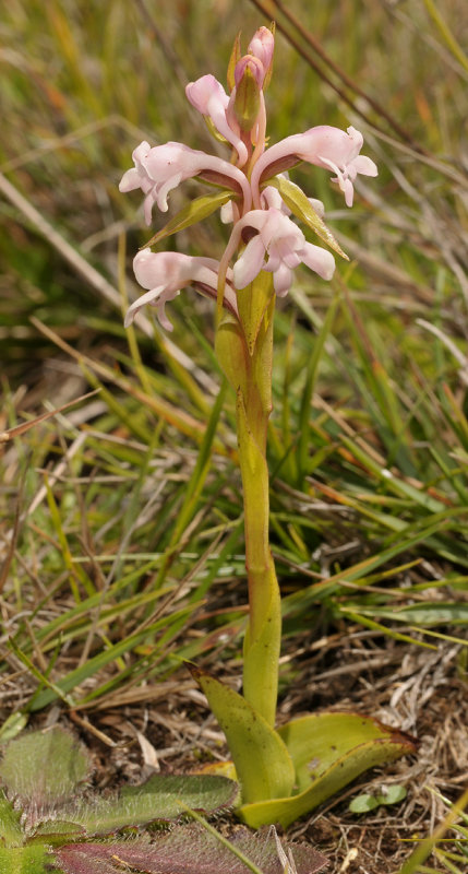 Satyrium amoenum.