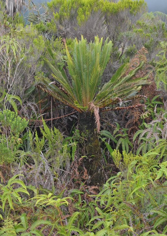 Blechnum tabulare.
