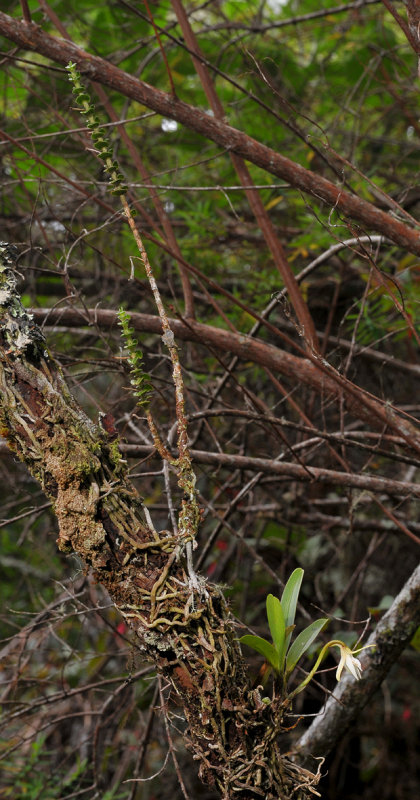 Angraecum appendiculatum with Jumellea triquetra.