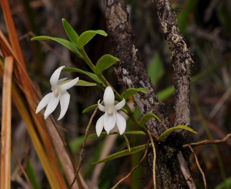 Angraecum implicatum