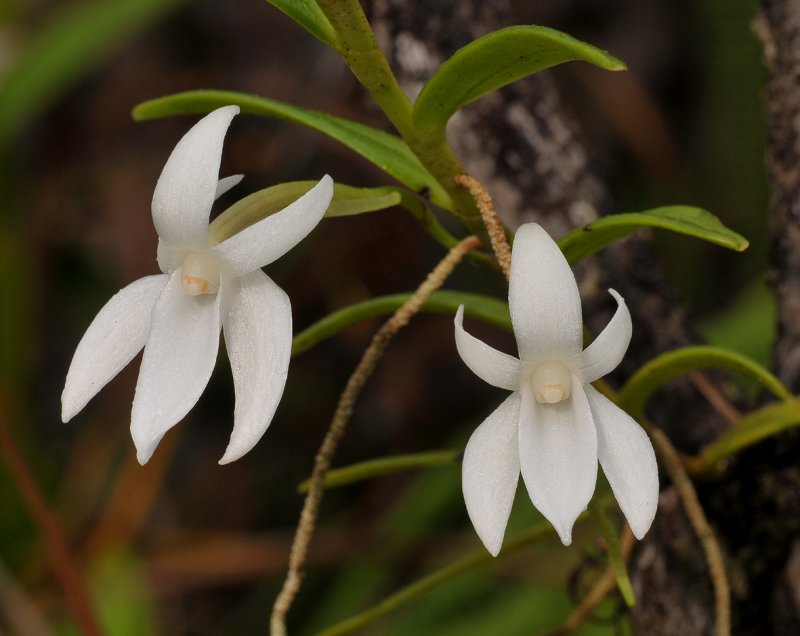 Angraecum implicatum. Closer.