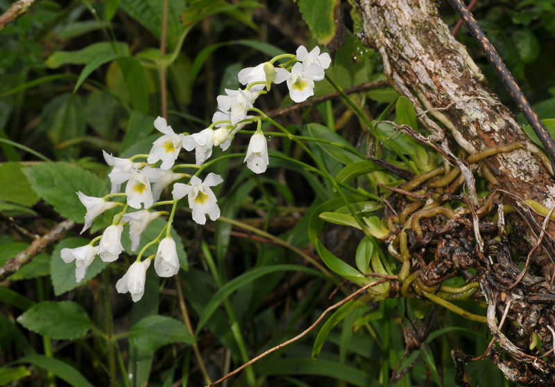 Beclardia macrostachya.