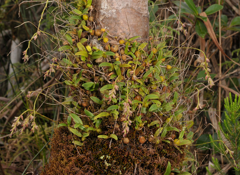 Bulbophyllum sp.