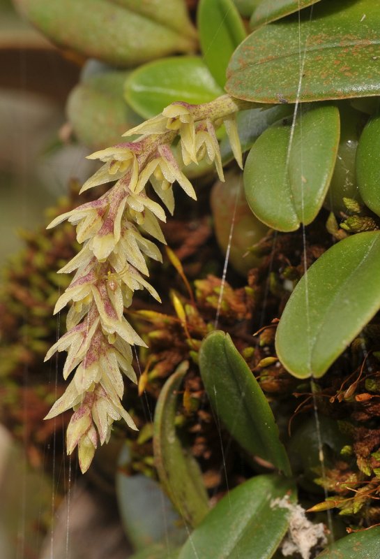 Bulbophyllum nutans. Close-up.