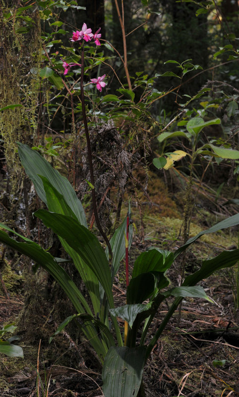 Calanthe sylvatica. Red.