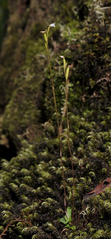 Cynorkis coccinelloides