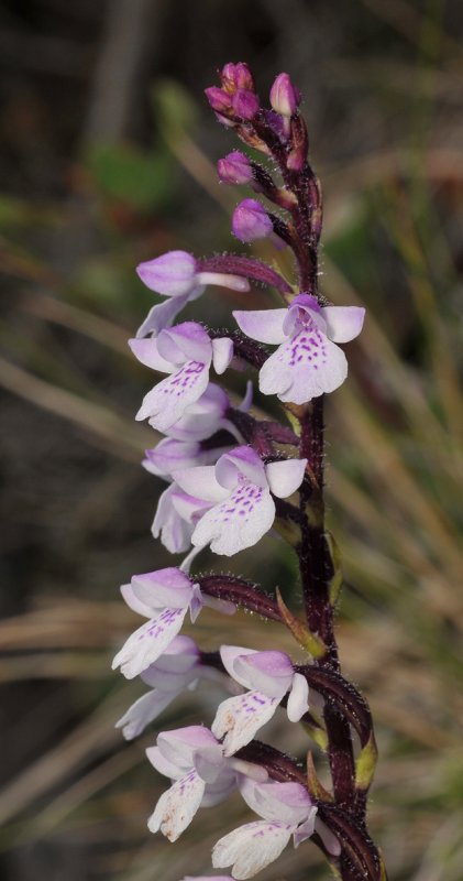 Cynorkis constellata. Closer.