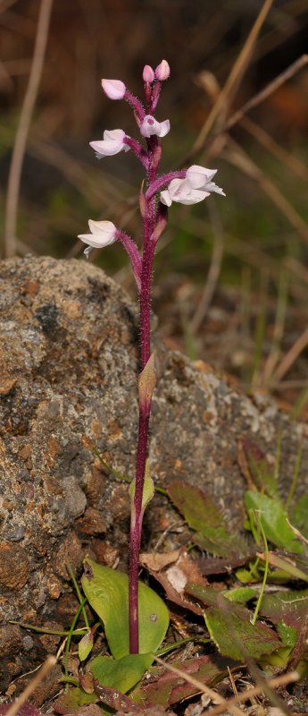 Cynorkis breviplectra. Pink.