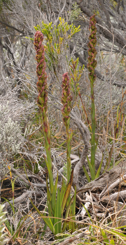 Disa borbonica