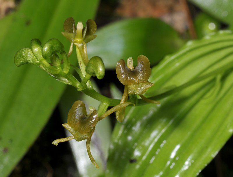 Liparis caulescens. Close-up.
