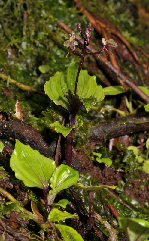 Liparis salassia.