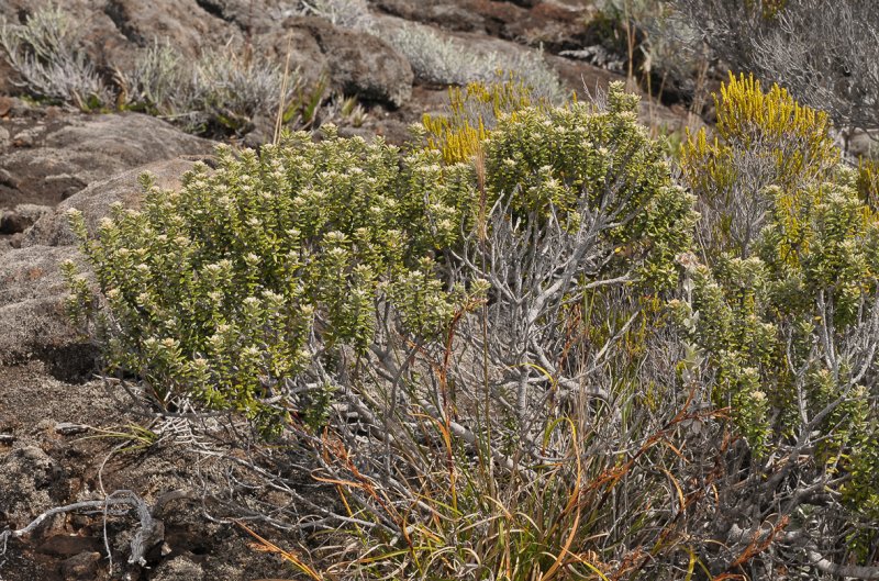 Phylica nitida.