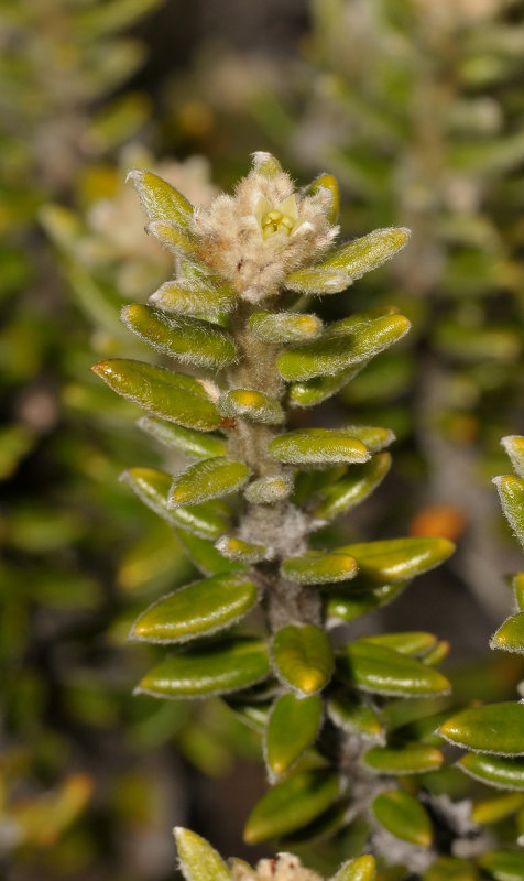 Phylica nitida. Close-up.