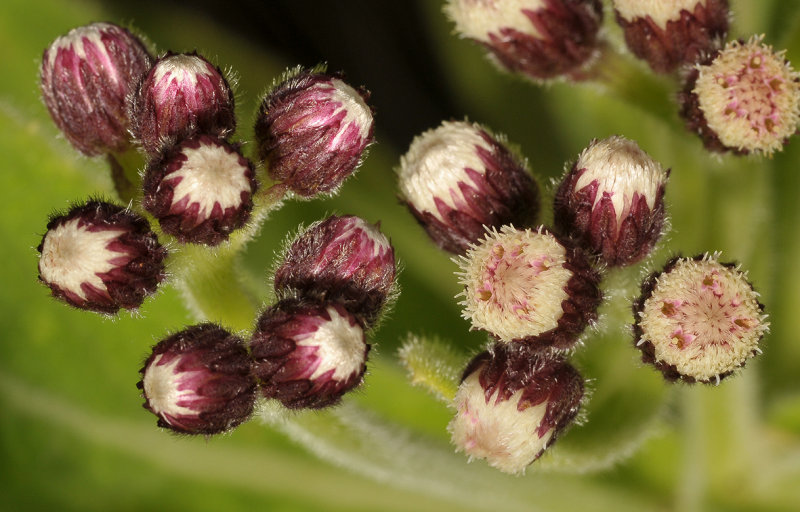 Psiadia boivinii. Close-up.