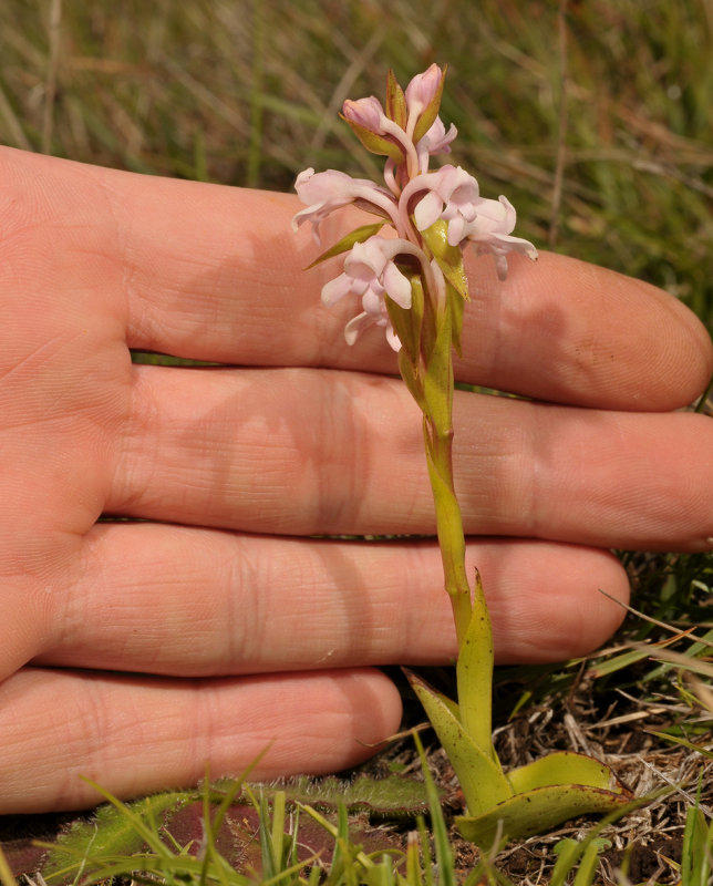 Satyrium amoenum. With hand.