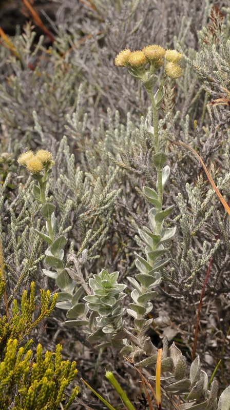 Psiadia argentea. 