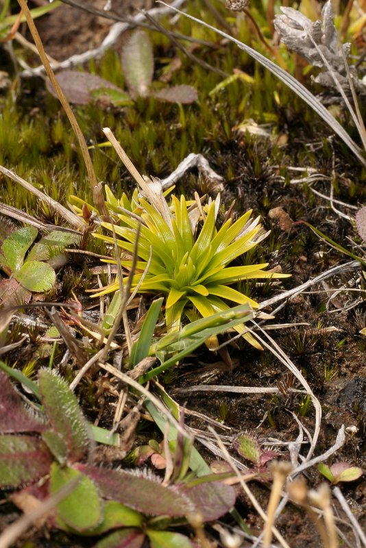 Eriocaulon striatum.