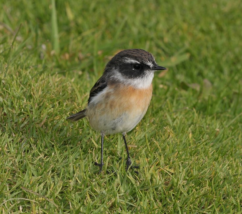 Tec-tec. (Saxicola tectes).