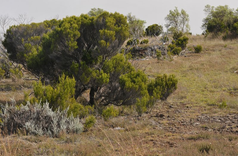 Volcanic vegetation.