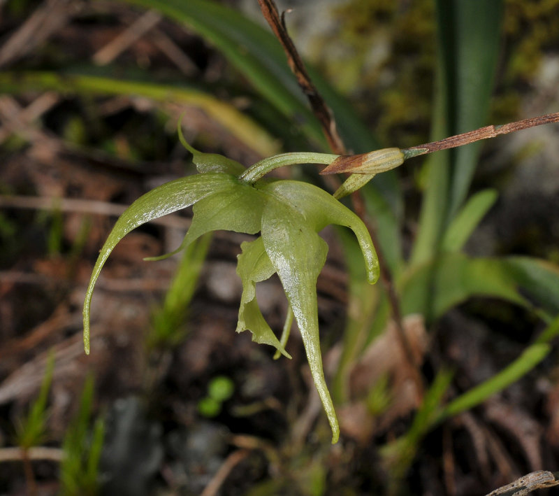 Aeranthes strangulata. Close-up side.