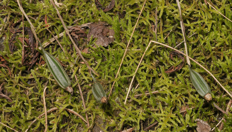 Aeranthes strangulata. Fruits.