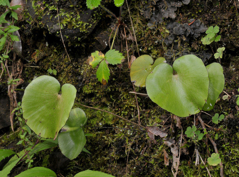 Adiantum reniformis.