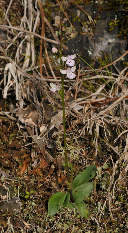 Cynorkis clavata
