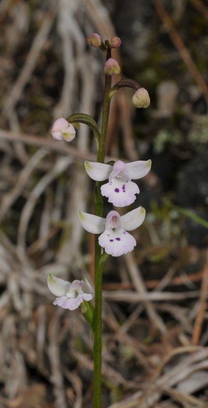Cynorkis clavata. Closer.