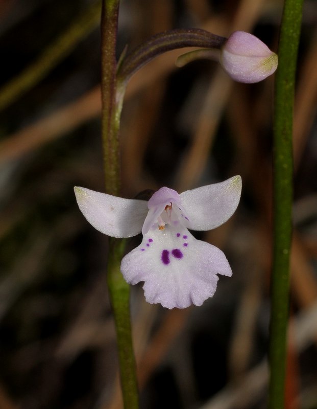 Cynorkis clavata. Type 3. Close-up.