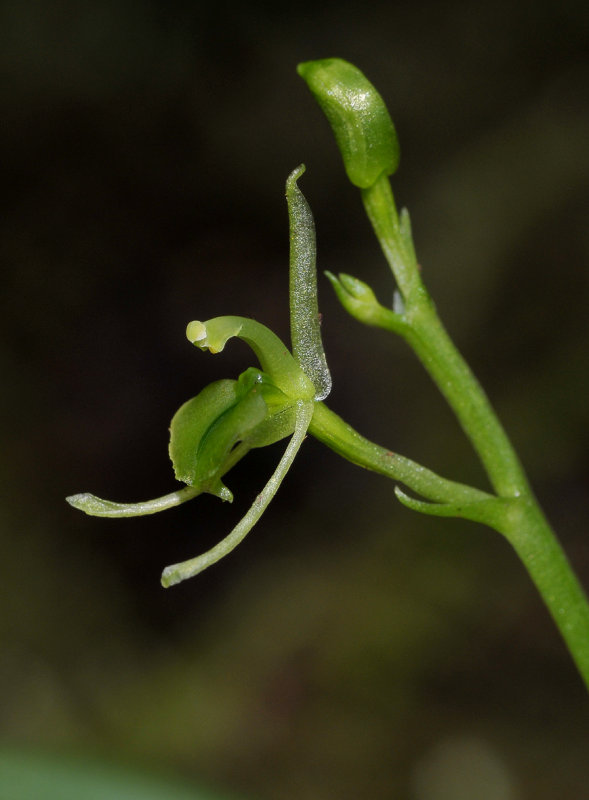 Liparis ambohimangana. Close-up. Side.