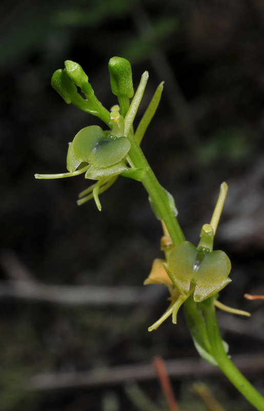 Liparis nectarina