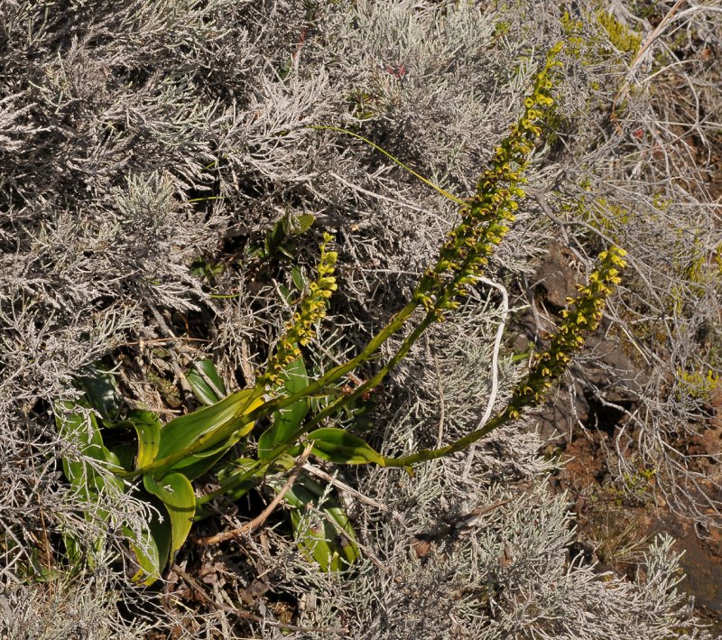 Benthamia latifolia.
