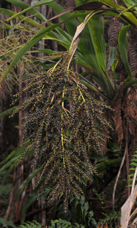 Cordyline mauritiana. Fruits.