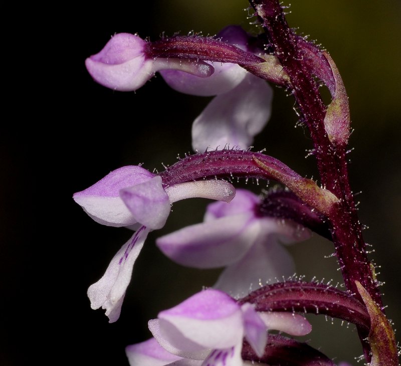 Cynorkis constellata. Close-up side.