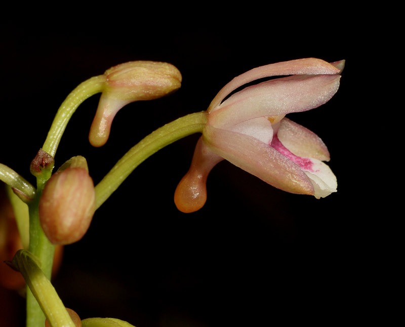 Oeceoclades monophylla. Close-up side.