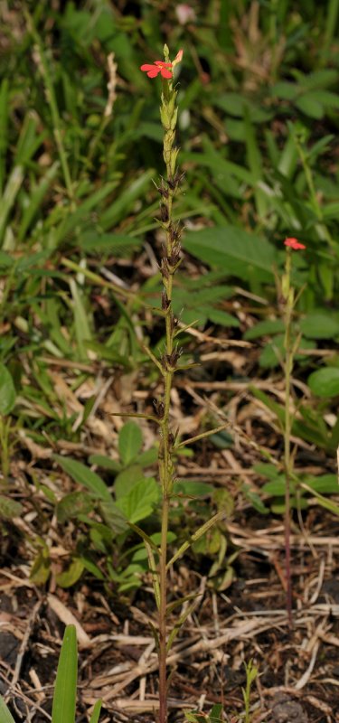 Striga asiatica.